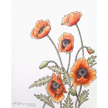 罌粟花繪畫原創藝術花卉水彩畫花卉藝術由 NataDuArt