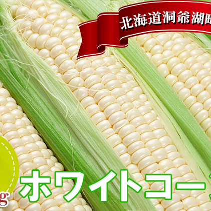 北海道産 ピュアホワイト 白い とうもろこし L 10本 朝採り トウモロコシ コーン とうきび 北海道産 玉蜀黍 甘い 新鮮 旬 夏 産地直送 もぎたて