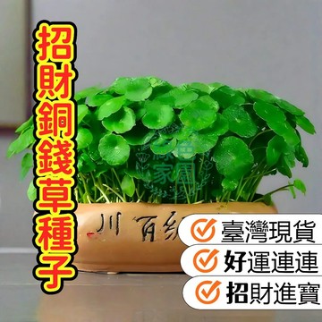 蝦皮熱銷【招財銅錢草種子】 財必備！天然銅錢草種子✨圓潤葉片似錢幣，招財進寶好運來！居家辦公室擺放，財源滾滾福氣到！