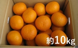 甘夏 柑 約10kg