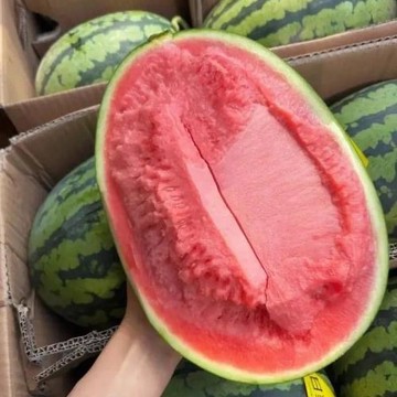 🍉【甘美4k西瓜種子 】含糖量高 皮薄籽少 甘美西瓜種籽 春秋高產中熟橢圓幹沙瓤薄皮西瓜種子 庭院農田盆栽種植