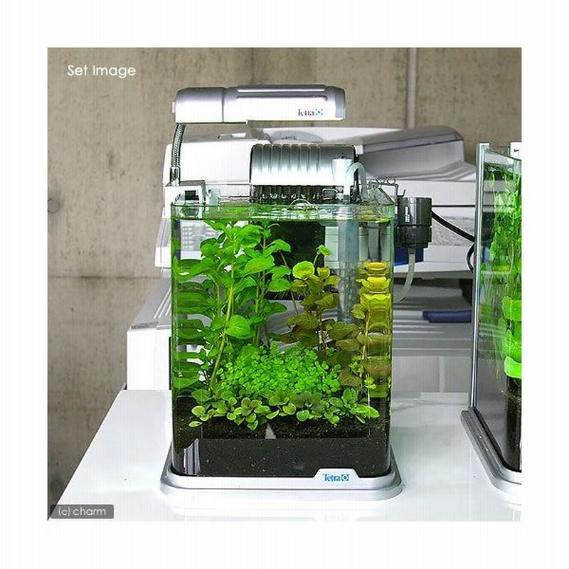 無農薬 藻 水槽 爆買い新作