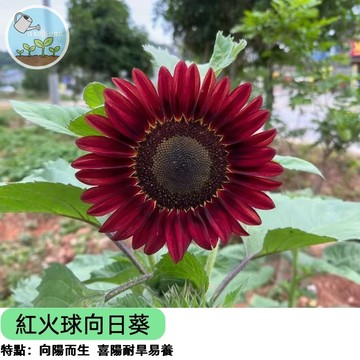 🔥【新品上市】紅火球向日葵種子 重瓣火焰紅/黑心紅 稀有品種 切花盆栽皆宜 蜜源植物 花海景觀 四季可播 高發芽率