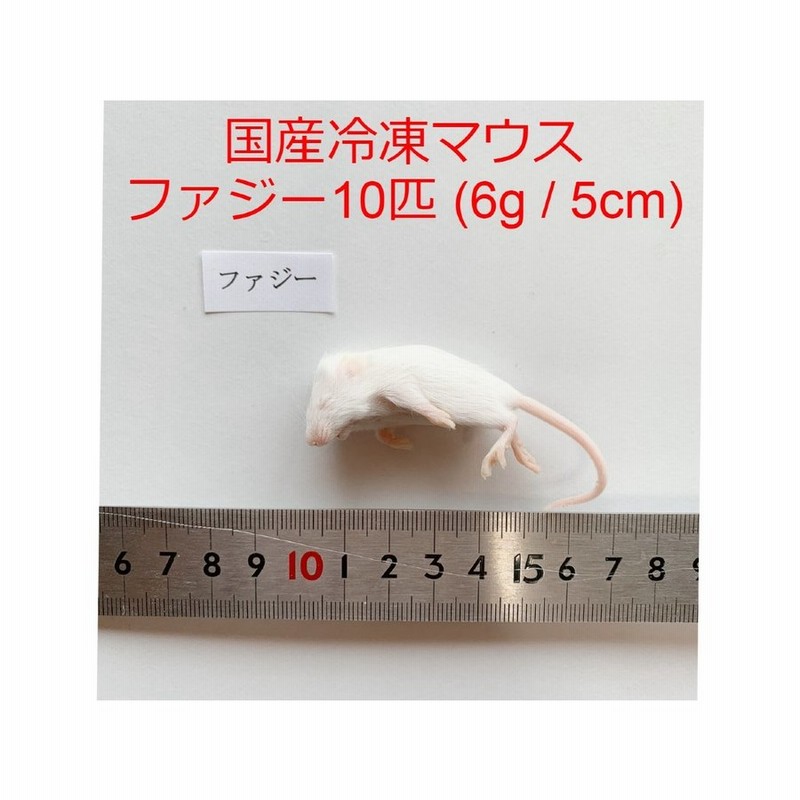 送料無料 国産冷凍マウス ホッパー100匹 | www.ddechuquisaca.gob.bo