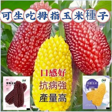 現貨草莓玉米種子（50粒）多款玉米種子大全 白龍王玉米種子 水果玉米草莓玉米種子菠蘿玉米 奶油玉米種子 四季種植