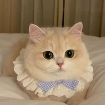 貓咪蕾絲圍脖項圈寵物可愛洛麗塔裝飾圍兜圍嘴土工佈IWQ6GT01