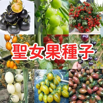 現貨速發【聖女果種子】水果番茄 四季可種 陽台盆栽 庭院菜園 豐產 皮薄多汁 甜度高 家庭種植 易栽好活 生食入菜