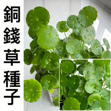 現貨【招財旺宅銅錢草種子】（250粒） 四季種植 水培真水草種子 魚缸水草四季發芽新手易種 金錢草吸甲醛綠植