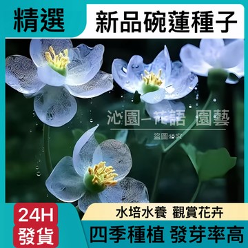 台灣-24H-發貨【新品上新】碗蓮種子 水培碗蓮種子 植物睡蓮 已開口蓮花種子 四季種植 水培水養 發芽率高 盆栽花卉