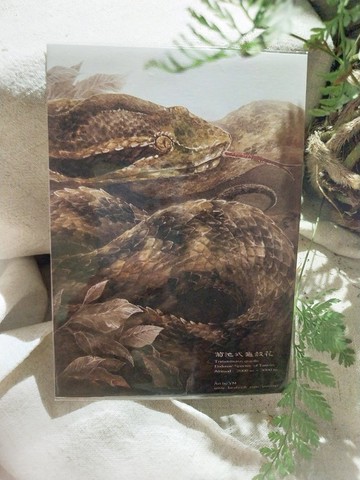 菊池式龜殼花-臺灣特有動物系列-特有種 台灣 明信片