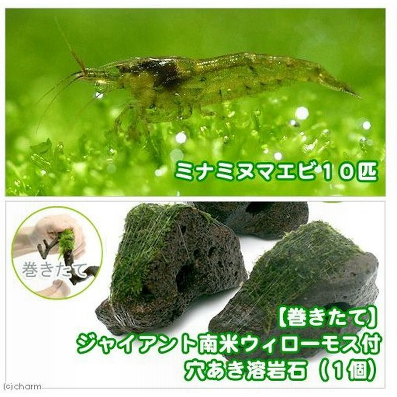エビ 水草 巻きたて ジャイアント南米ウィローモス 穴あき溶岩石 １個 ミナミヌマエビ １０匹 北海道 九州 沖縄航空便要保温 通販 Lineポイント最大0 5 Get Lineショッピング
