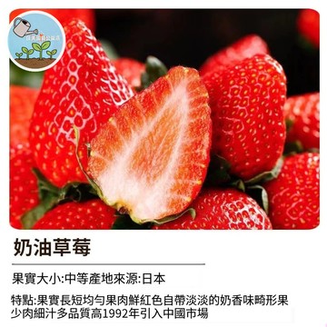 台灣現貨 奶油草莓種子 高產大果 牛奶草莓苗 香甜四季開花 家庭陽台盆栽 室內外可種 易活好養 新手推薦