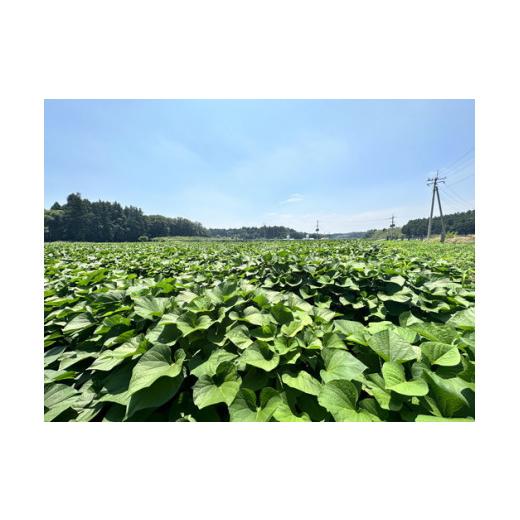 ふるさと納税 茨城県 土浦市 生芋　10kg　S〜Lサイズ混合　1箱 いも長 さつまいも いも 生いも 紅はるか 国産※着日指定不可※離島への配送不可※2024年1月…