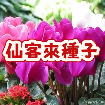 次日達-（仙客來種子）當季新籽 發芽率高 花開爆盆   迎客來 噹年開花 大花苗觀花種子植物 花期長 陽台庭院盆栽