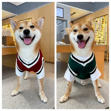 【汪喵森活】 學院風毛衣 包芯紗 寵物服飾 秋冬服飾 狗衣服 寵物服飾 西高地 比熊 柯基 法鬥 柴犬 米克斯 貴賓狗