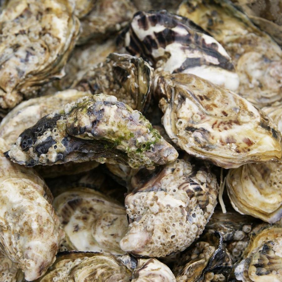 牡蠣 オレロン島の活牡蠣 加熱用 96ケ 殻付き牡蠣 フランス産 オイスター 完全予約品 冷蔵