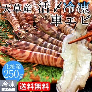 えび 車海老 お刺身用 車えび250g［8-12尾］活〆 熊本県天草産 養殖場 活締め冷凍 クルマエビ 焼きえび［秋の味覚 ギフト］