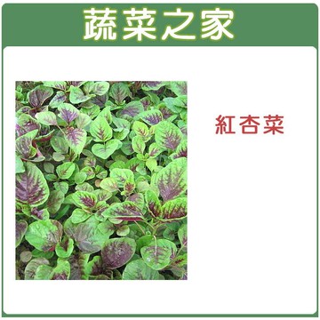 【蔬菜之家】A12.紅杏菜種子(共有2種包裝可選)