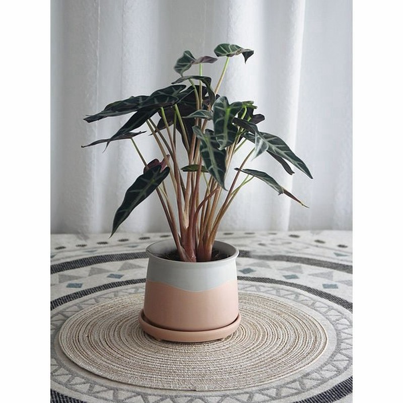 鉢 プランター おしゃれ ポット 陶器鉢 植木鉢 陶器鉢 皿付き 園芸用品 通販 Lineポイント最大0 5 Get Lineショッピング