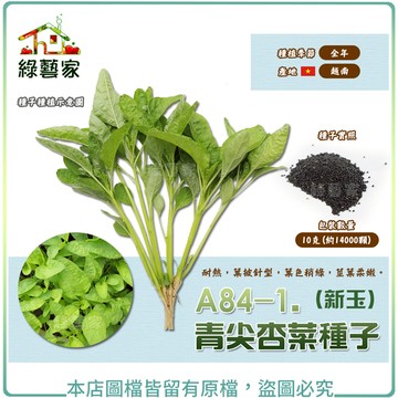 【綠藝家】A84-1.青尖杏菜(新玉)種子10克(約14000顆)