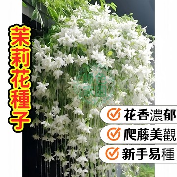 🌼茉莉花種子🌼 台灣多花茉莉 風車茉莉 虎頭茉莉濃香攀藤 陽台盆栽 風水植物 可泡花茶 淨化空氣 新手可種 現貨