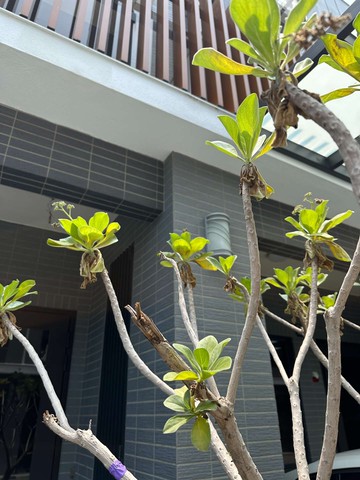 江佩軒 x 小Q｜綠活薆蒔光F7｜專任委託歡迎賞屋｜台中市龍井區中山一路一段