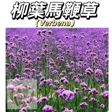 嘉儀現貨（柳葉馬鞭草種子）草花四季易種室外庭院盆栽 桑托斯花籽 多年生宿根花卉種子景觀綠化花海婚紗攝影觀花種子