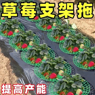 臺灣有貨⚡家庭草莓種植支架託架防腐爛防倒伏草莓支撐架園藝草莓託盤架神器 FKOA