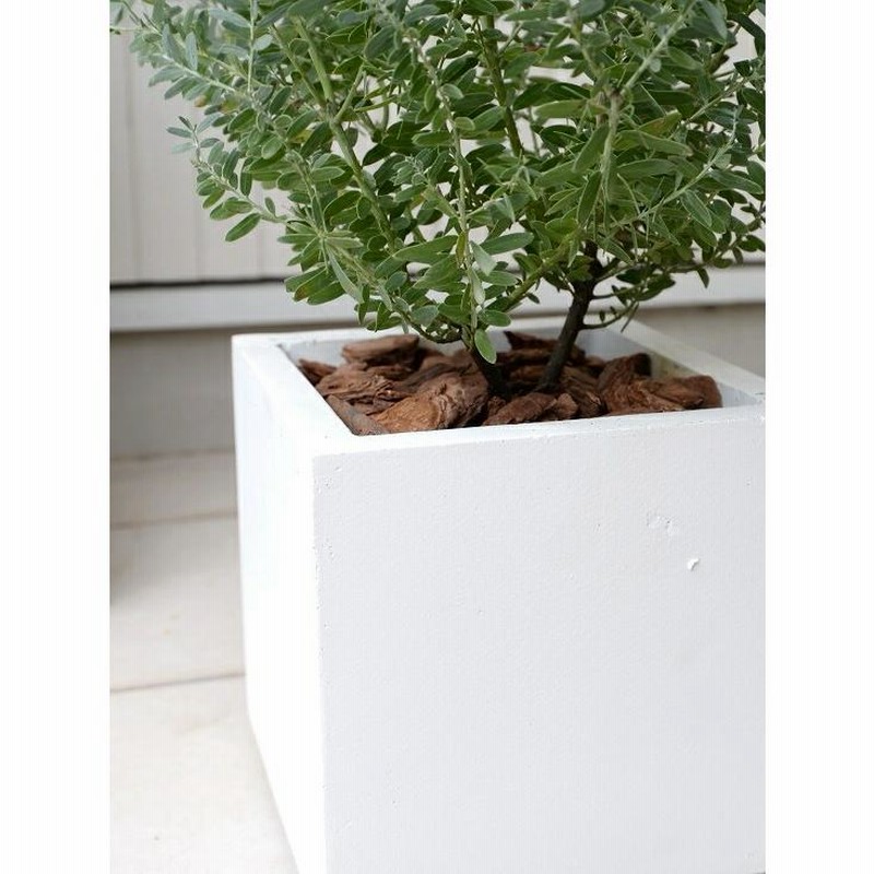 パールアカシア スクエア型テラコッタ鉢植え オージープランツ ミモザ