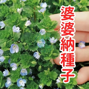 婆婆納種子 雛菊葉殼草 波斯婆婆納種子 草本植物 開藍紫小白花 耐寒耐旱 地板覆蓋 綠肥 生態植栽 可盆栽 庭院綠化