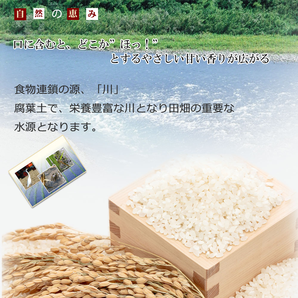 新米 米 15kg 送料無料 農薬5割減 滋賀県産 コシヒカリ 白米15kg 産年：令和5年産