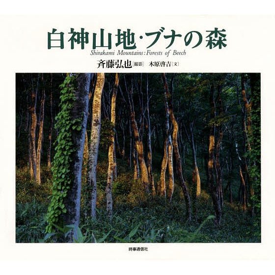 白神山地・ブナの森 斉藤弘也 撮影