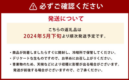  熊本県産 アールスメロン 2玉セット フルーツ 果物 くだもの メロン