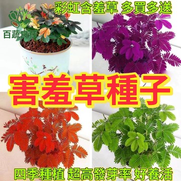 含羞草種子 見笑草籽 怕羞草 感應草 趣味植物 互動盆栽 療癒植物 觀葉植物 會動的植物 多年生草本 兒童植物 科學教育