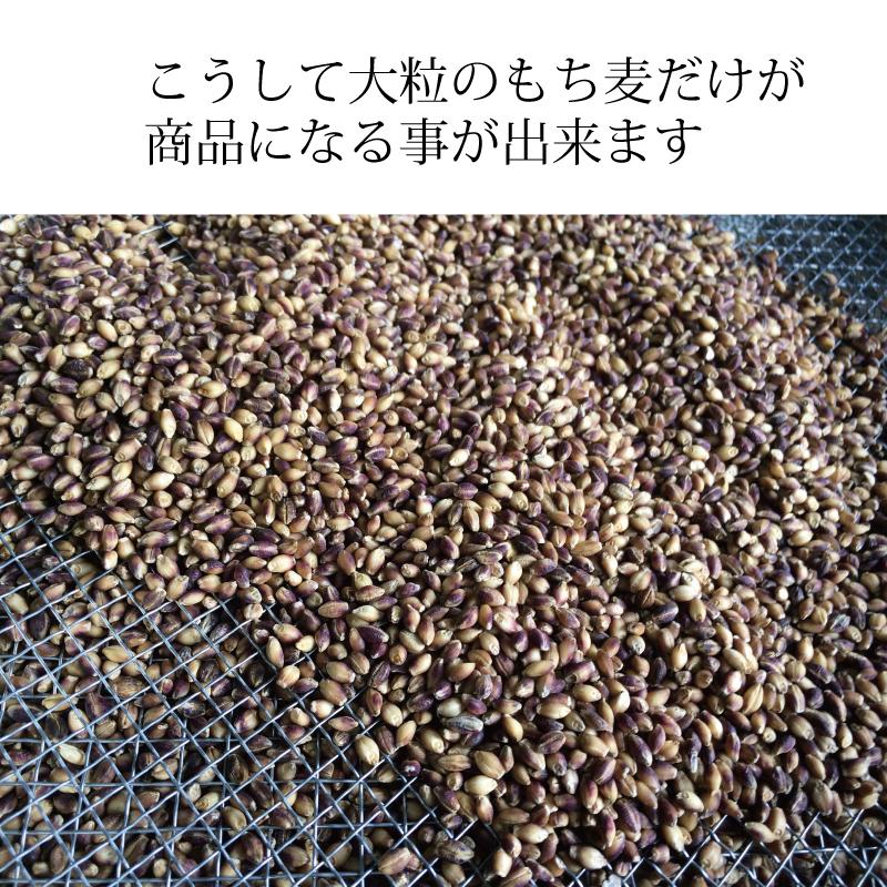 もち麦  お徳用 2kg 業務用 国産 農薬不使用 栄養価最高峰の殻付き紫もち麦品種