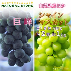 [最短順次発送]   巨峰 シャインマスカット 各1房 計約 1kg 500g 食べ比べ 山梨県産ほか ぶどう  夏ギフト 御中元 お中元 秋ギフト  果実