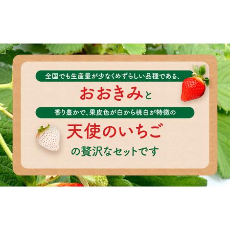 ふるさと納税 宮崎県産 イチゴ 幸せの紅白いちごセット おおきみ天使のいちご 大サイズ2パック(16粒〜18粒程度) いちご 苺 果物 期間・数量.. 宮崎県宮崎市