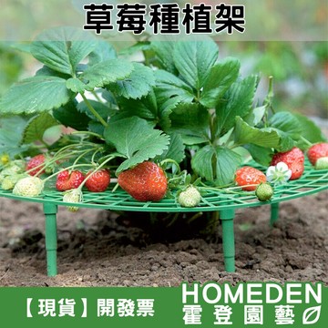 【隔日到貨】草莓種植架 草莓果實固定 草莓果實離地支架 圓形托盆 草莓架 草莓架高墊 水果支架【HOMEDEN霍登園藝】