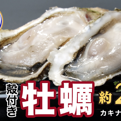 訳あり ハーフ 規格外 牡蠣 北海道厚岸産 殻付カキ 約2kg（11～25個）カキナイフ付 生食