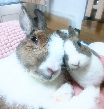 [客製化] [S 尺寸] 羊毛氈兔子寵物我的孩子微型娃娃毛絨玩具訂單禮物