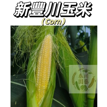 現貨🌽（新豐川玉米種子）可生吃水果玉米 玉米筍 糯玉米 超甜玉米 黑玉米 紫玉米 新手易種營養價值高#健康蔬菜種子