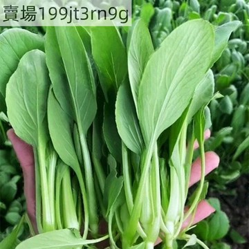 現貨🥬【雞毛菜新種子】🥬（500粒）18天即可收穫 四季播種抗熱耐寒蔬菜種子 小白菜籽有機小青菜籽 家庭菜園陽台盆栽種植