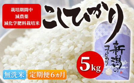 令和5年 栽培期間中減農薬・減化学肥料栽培米こしひかり5kg 無洗米 定期便6ヶ月