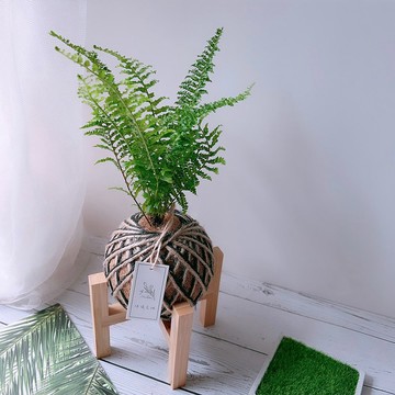 小苔球 波斯頓腎蕨 植栽 淨化空氣