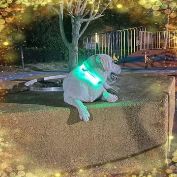 夜晚寵物燈防丟神器髮光項圈伴侶遛狗燈貓醒目燈可找回脖套胸背燈