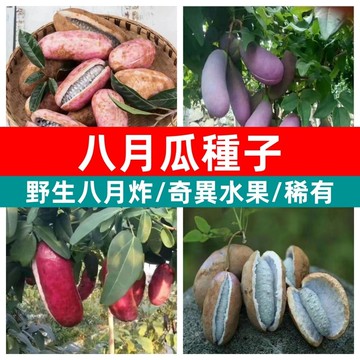 八月瓜種子 八月炸 預知子 野香蕉 台灣奇異果 木通果 爬藤果樹苗 盆栽庭院果樹 趣味果實 開裂水果 稀有果樹