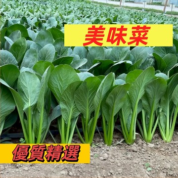 【台灣現貨】味美菜種子200顆 青松菜 美味菜種子 小松菜與青江菜交配品種 速生蔬菜 食用蔬菜種子 #葉菜類