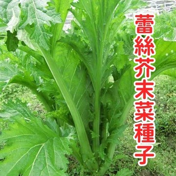 台灣當季 蕾絲邊翡翠芥菜仔 種子 芥末菜籽 小葉芥藍仔 耐熱快收 家庭陽台盆栽 食用觀賞兩用 有機蔬菜栽培 自種安心