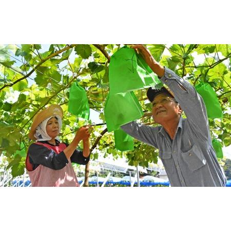 ふるさと納税 ニュー ピオーネ 約2kg 3〜5房 ぶどう 葡萄 フルーツ 岡山 高梁市産 2024年 先行予約 岡山県高梁市