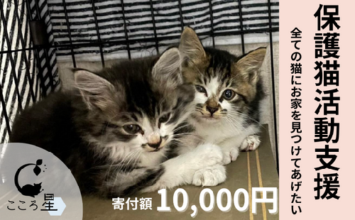 保護猫活動支援〜野良猫から地域で見守るさくら猫に〜 寄付額10,000円